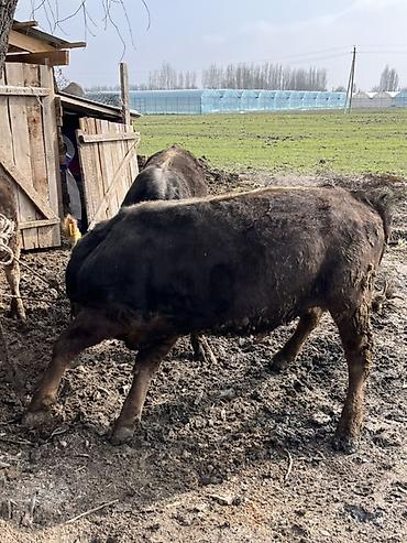Коровы, быки: Продаю | Бык (самец) | Швицкая | На откорм | Привязанные — 6