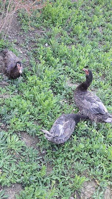 Ördəklər: Erkək, Ətlik, Pulsuz çatdırılma — 6