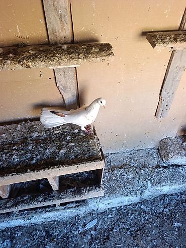 qarğa balası satılır: Quş göz qabaqinda tutulma quşdu salaq qenedi 17-18 tük olmalidi maya — 5