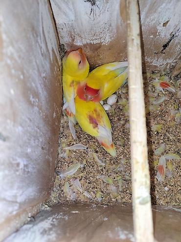 Tutuquşları: Məhsul: Agapornis (Lovebird) papuqayları – müxtəlif rəng mutasiyaları — 4