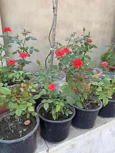 sitili: Qabda mini qızılgül kolları - Rənglər: ağ və qırmızı sortlar - — 2