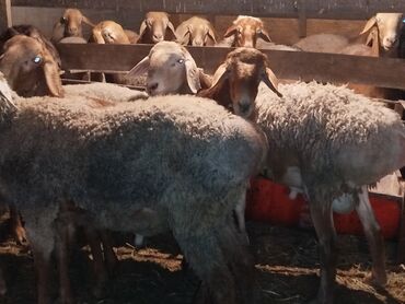 Бараны, овцы: Продаю | Баран (самец) | Гиссарская, Арашан | На забой