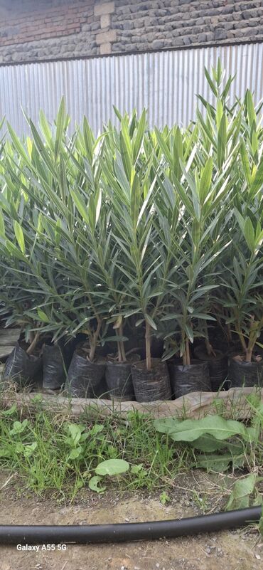 душ кабина баку цены: Oleandr (Nerium oleander) fidanları - Torfla doldurulmuş polietilen