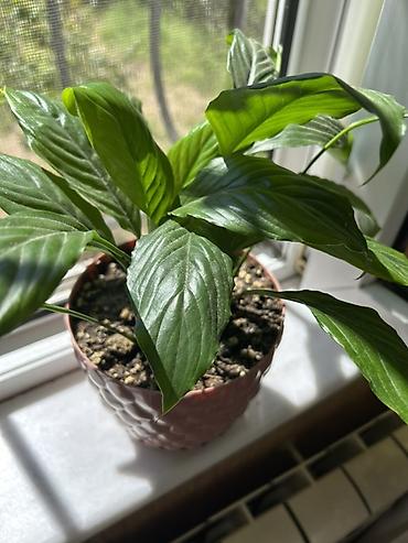 Bitkilər: Spathiphyllum qadın xoşbəxtliyi– otaq bitkisi - Növ: Spathiphyllum — 4