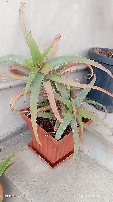 en gozel dibcek gulleri: Daxili və eyvan üçün saksı bitkiləri dəsti Tərkib: - Aloe vera (iki — 1