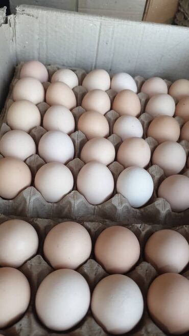 инкубационный яйцо куриное: Продаю яйца куриные. Цвет коричневый и кремовый. Каждый день свежий и