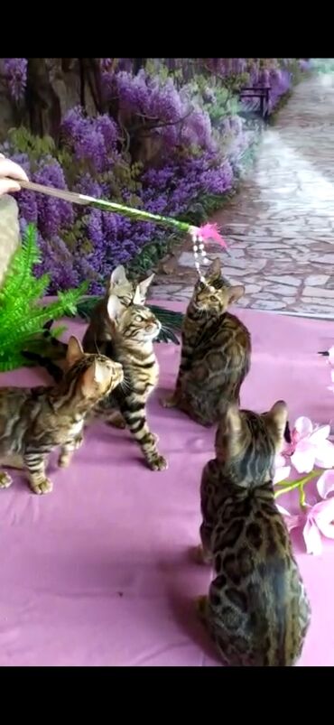 Продажа кошек: Бенгальские котята Проф.Питомник Бен Гла Мур предлагает.чудесных — 26