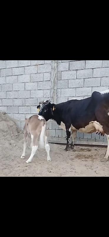 damazlıq heyvanların satışı: Siyah-ağ rəngli, iri süd verən inək və balası. - Cins tipi: Holştayn — 7