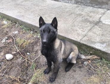 Продажа собак: Бельгийская овчарка, 1 месяц, Самец, С прививкой — 6