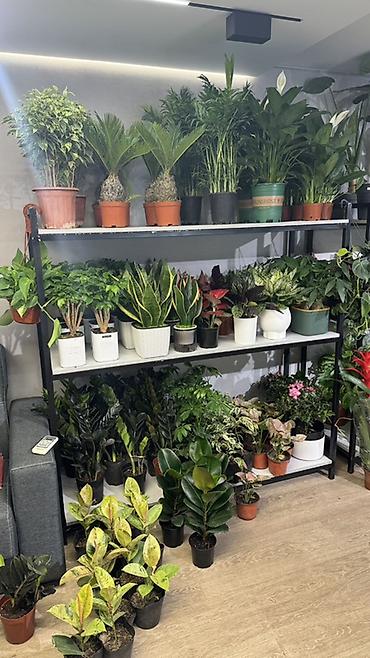 Другие комнатные растения: Комнатные растения в горшках-декоративнолиственные и цветущие виды. В — 2