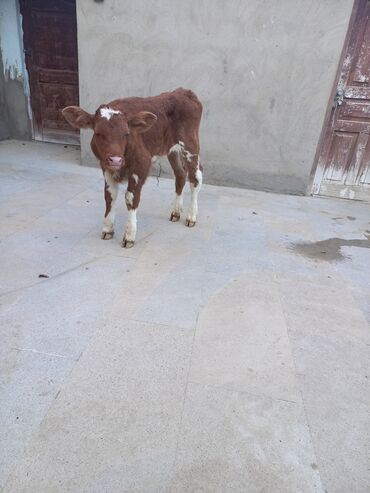 sağmal inek: Erkək, Simental, il: 1, Ətlik