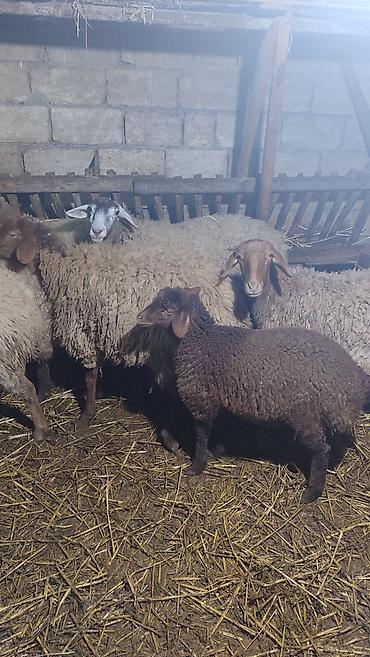 Qoyunlar, qoçlar: Sağlam cavan heyvanlardi kom satılır Kurdexanidadi. Ümumi 12 Heyvandi — 4