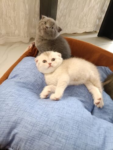 Pişiklər: Britaniya və Scottish və digər növlərin bala pişikləri var. Qiymətləri — 6