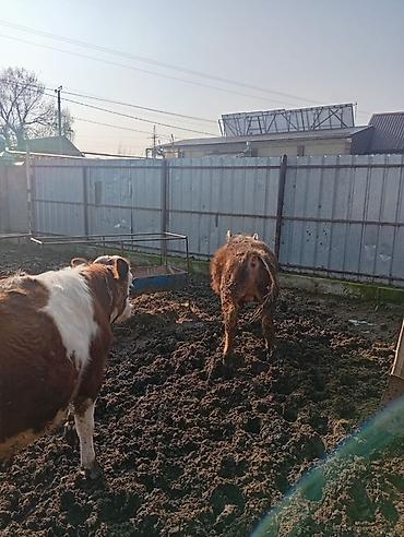 Коровы, быки: Продаю | Бык (самец) | На откорм | Привязанные — 14