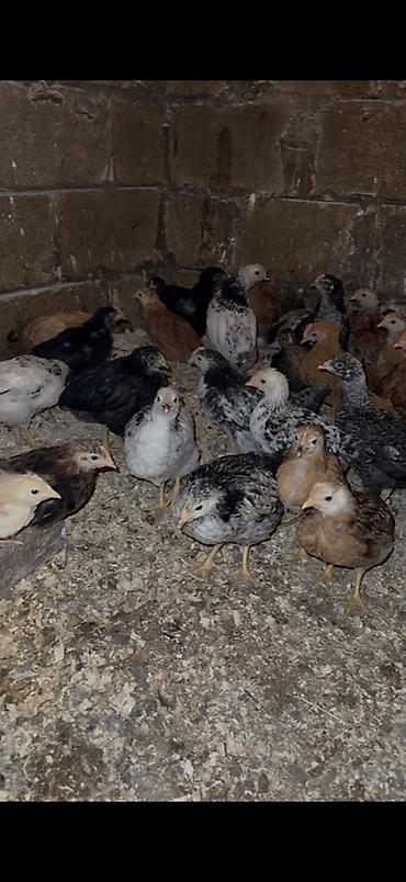 Cücələr: 45,50 günlük tam sağlam aktiv diribaş qarışığ kənd cücələri bütün — 12