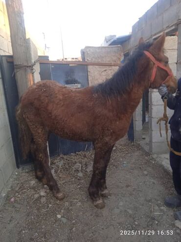 Лошади, кони: Продаю | Жеребенок | Рабочий — 13