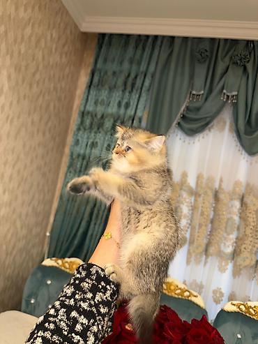 Pişiklər: Yaxşı əllərə — 36