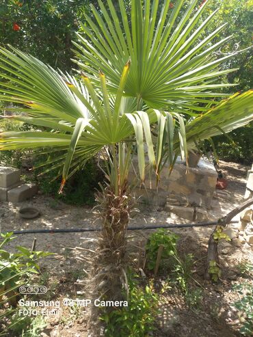 ev bitkiləri: Dekarativ Palma Ağaci 8 9 illikdir