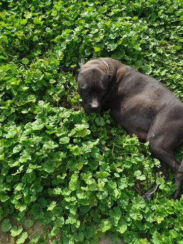 дратхар собака: Открыта бронь на щенков порода питбул. мама чёрная папа коричневый