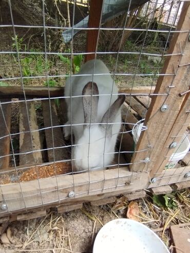 кролики декоротивные: Продажа крольчихи и кролчат возрастом 25 дней количество 2