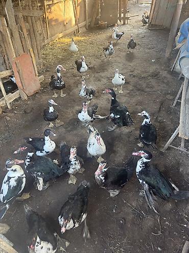 lavanda ördəyi: 1 KQ - 12 azn lal ördəklər istəyən olsa zəng etsin salyan rayonunda — 3