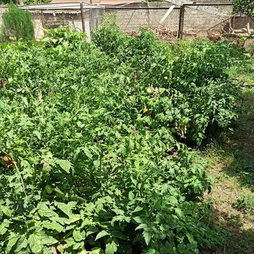 Peyin: Toz halinda mal peyini - kisesi 2,60 q. ( boyuk kepek kisesinde) — 5