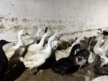 Qazlar: Qaz Sürüsü Satılır. 22 Dənədir. Tək-Təkdə Satmaq Mümkündür. Ünvan Qala — 7