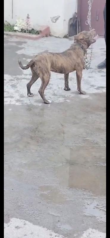 pitbul itlər: Pitbul, 10 ay, Dişi, Peyvəndli — 2