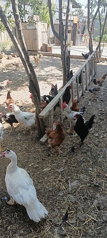 ana bala inək: Məhsul: Ev quşları sürüsü Təsvir: - Qarışıq növlərdən ibarət böyük — 2