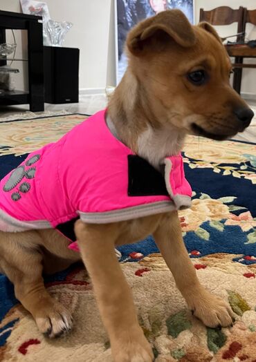 İtlər: Zərif və ağıllı ba - Cins: Cek Rassel Teryer - Rəng: qızılı-qəhvəyi — 5