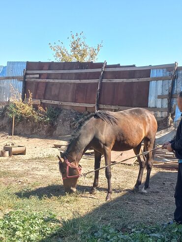 лошади жеребцы: Полтарашка жазда байтал.баасы 100000 сом