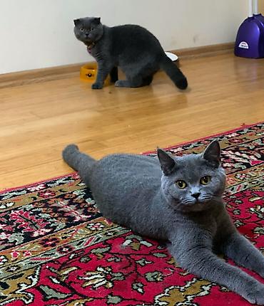 Pişiklər: Britan, Dişi — 2