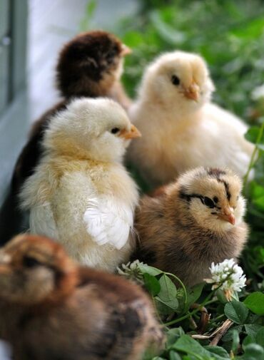 продаю цыплят: Продаю цыплят, домашние, мясо яичные, вывод каждую неделю. 45сом