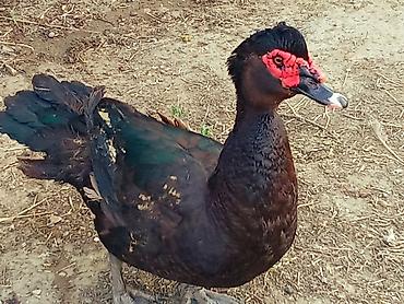 cuce yem qablari: Salam temiz Zümrüdu Erkeyi satlir çəksi 5 kildon çox Aktiv Erkey — 1