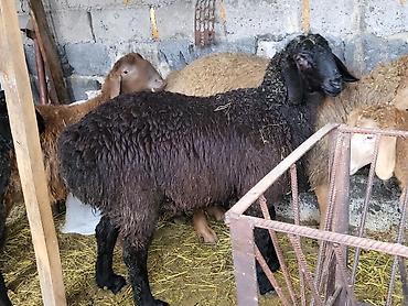 Баран, овца: Продаю | Баран (самец) | Гиссарская, Эдильбаевская, Арашан | Для разведения | Племенные, Осеменитель at lalafo.kg — 1 Баран, овца: Продаю | Баран (самец) | Гиссарская, Эдильбаевская, Арашан | Для разведения | Племенные, Осеменитель — 1