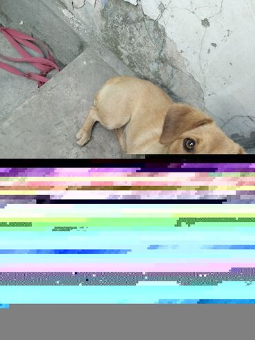 собаки в бишкеке бесплатно: Жөнөкөй ит, 1 жаш, Ургаачы, Ит тегин тастыктоочу документ