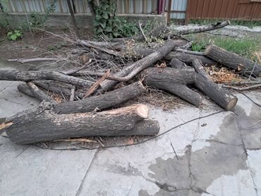 Спил деревьев, заготовка дров: Пилю деревья цена индивидуально! Пилю дровабревна 1500 - с/куб — 8
