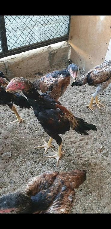beçə: Təmiz alman qanı sarıbel Osaka şamo 3 aylıq beçələr, fərələr. Bir — 3