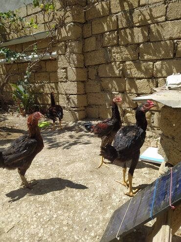 menks cinsi pişik: Biri 25 manat heyratı