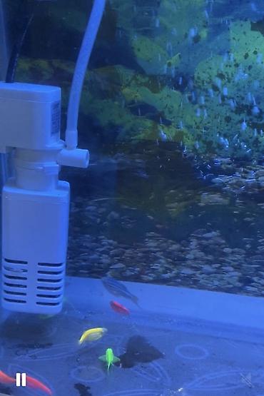 akvarium balıq novləri: Danio, Sülhsevər, Ünvandan götürmə, Pulsuz çatdırılma, Ödənişli çatdırılma — 3