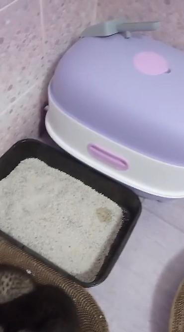 кой бишкек: Мышык бекер берилет: Скотиш Страйт (Шотландиялык тик кулактуу), Ургаачы — 3