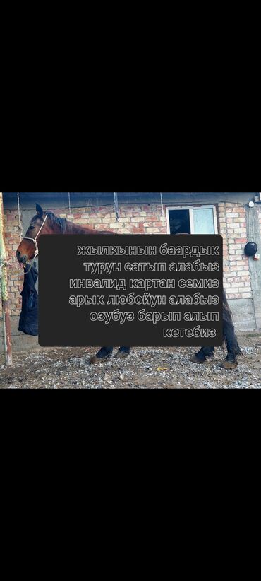 цена лошади в кыргызстане: Куплю | Лошади, кони | Круглосуточно, Любое состояние