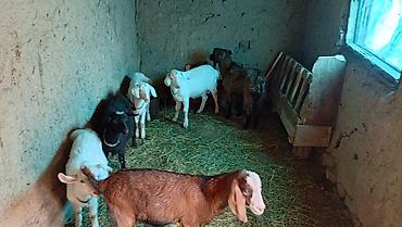 Продам с/х животных: Продаю | Козлёнок | Для разведения — 5