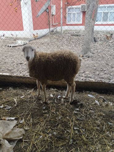 Qoyunlar, qoçlar: Hər ikisi cins quzlaridir iksdə dişdir 5-6 aylıq quzlardir qiyməti — 6