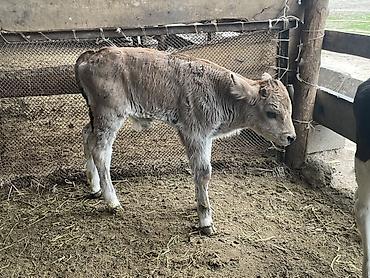 Коровы, быки: Продаю | Бык (самец), Тёлка | Для разведения — 7