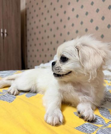 İtlər: Pekines, 4 ay, Dişi, Peyvəndli, Rayonlara çatdırılma, Ünvandan götürmə, Pulsuz çatdırılma — 2