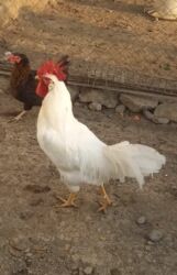 Toyuqlar: Toyuq, Damazlıq, Ödənişli çatdırılma — 4