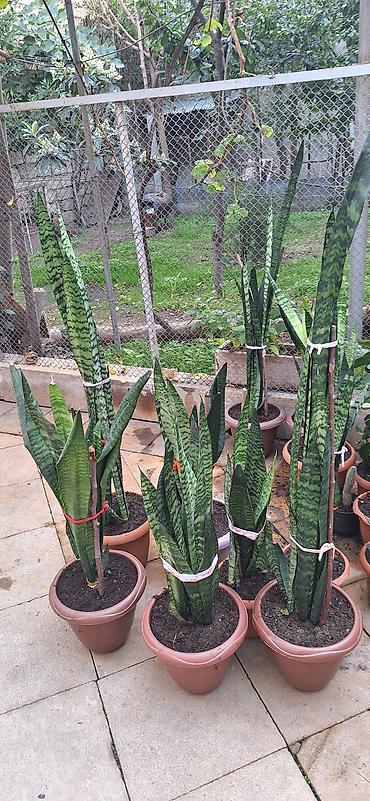 ay sekilleri: Sansevieria (Qayın dilı / Pələng quyruğu) – böyük ölçülü, qapalı və — 1