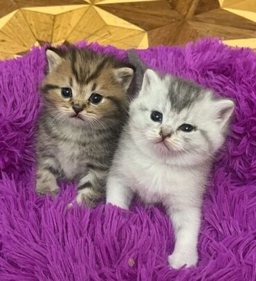 british golden: Ata temiz qan golden britisj chincilladır