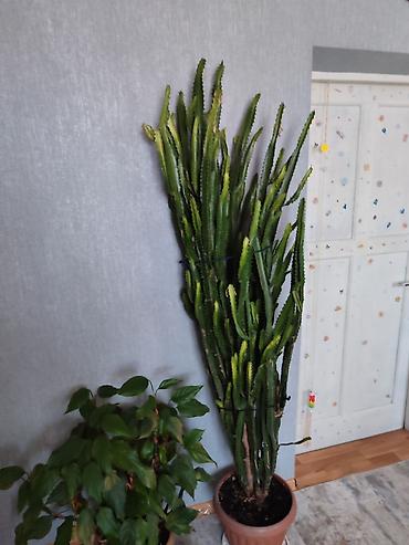 молочай цветы: Высокий комнатный суккулент Euphorbia trigona (молочай трёхгранный) в — 2